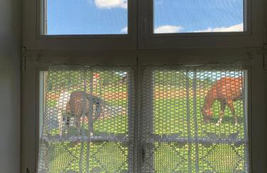 Rancho „Czajone na pigwowcu” - Foto 12