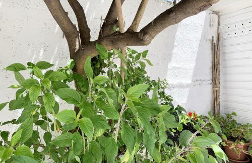 Tap Apartments - in Independent House with Private Garden - Photo 36