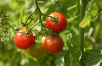 Château du Loroux - Photo 13