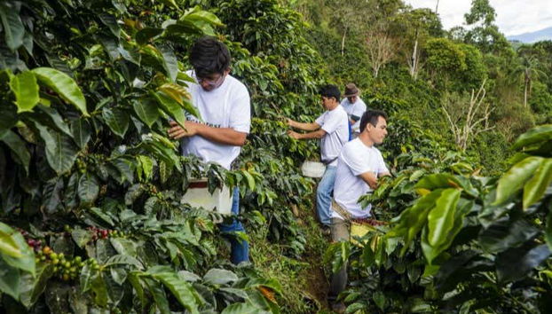 Visite d'une plantation de café