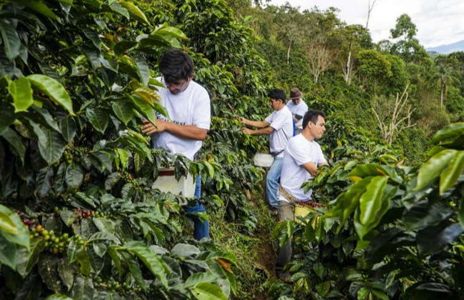 Visite sur le thème du café à Tenejapa + Visite de Romerillo et Cruztón - Photo 4