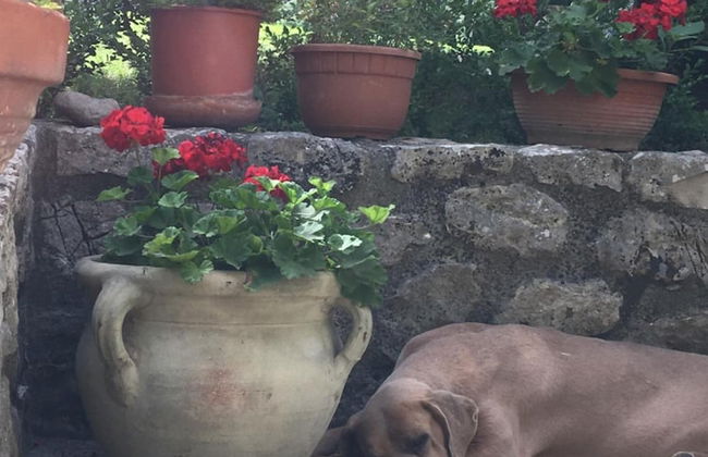 Villa Misita - Foto 36