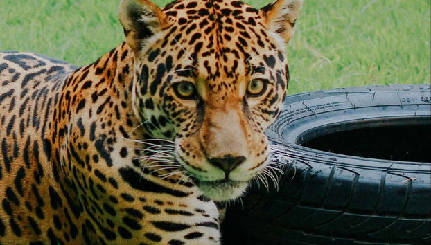 Leopard in the Maragogi Eco Park