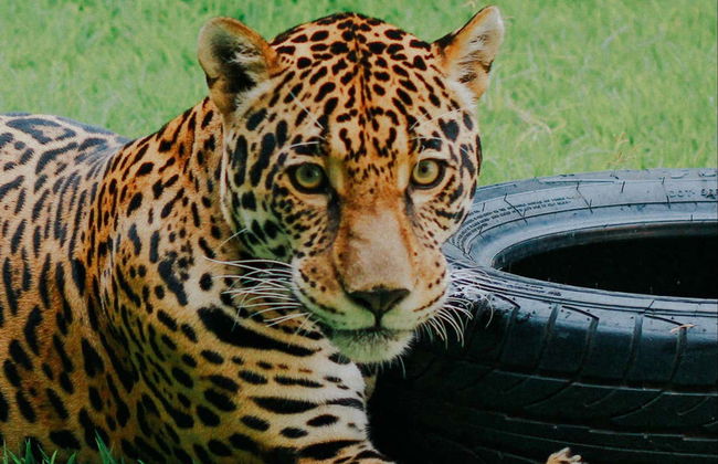 Visita guiada por Ecopark - Foto 2