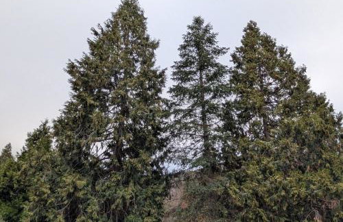 Peaceful Pines Place, a cozy mountain hideaway wAC - Foto 68