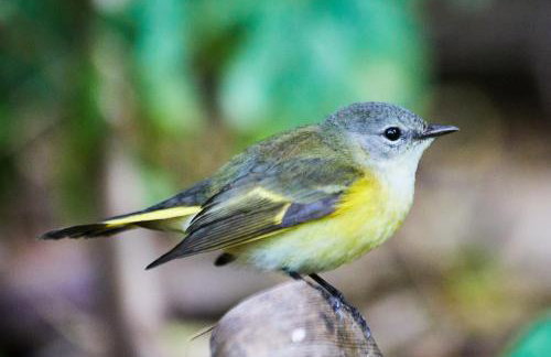 Miami Pool Cottage, tropical garden paradise - Foto 84