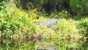 Sunny house 2mil beach - Foto 4