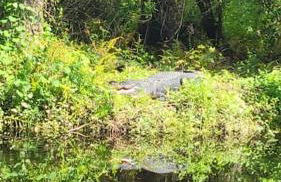 Sunny house 2mil beach - Foto 4