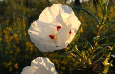 Aroma das Tílias - Foto 30