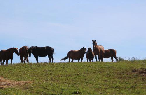 Ropuszy Dwór - Foto 46