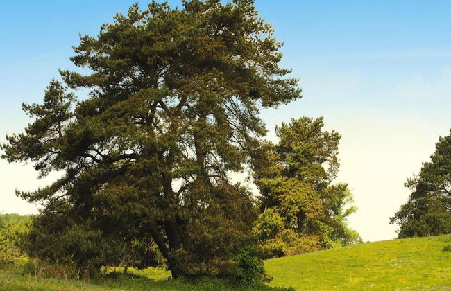 Ferienhaus am Garder See Inselblick - Foto 38