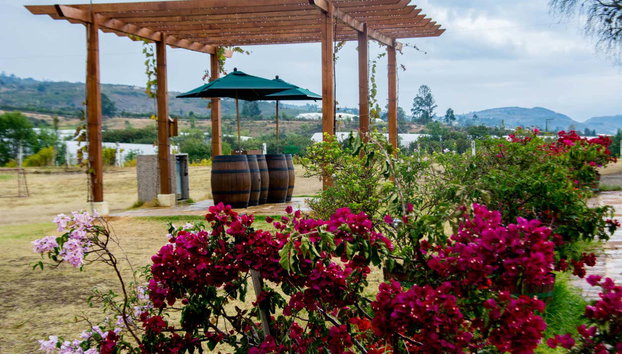 Tour de Villa de Leyva al completo - Foto 4, Visita al viñedo