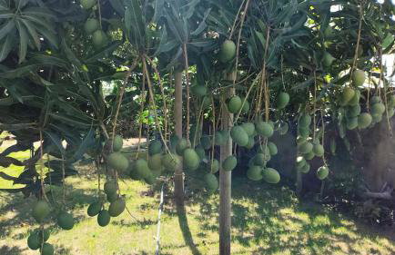 Casa de Campo , Lagoa Nova - Linhares ES - Foto 31