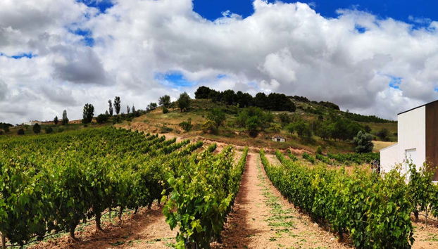Enjoy the views of Peñafiel's vineyards