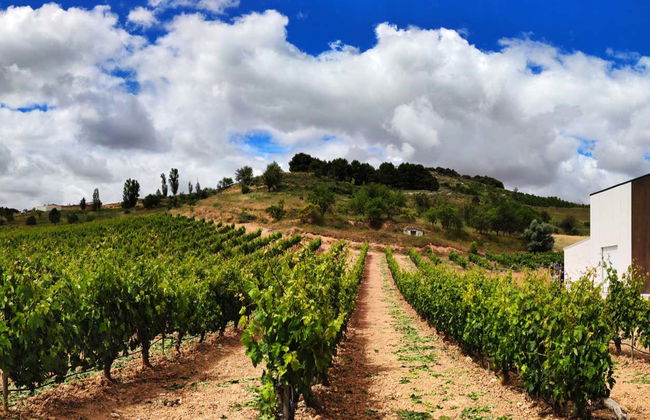 Convento Oreja Winery Visit - Foto 2