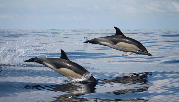 Avistamiento de cetáceos en la isla de Faial - Foto 3, Avistamiento delfines en las costas de la isla de Faial