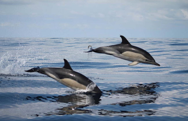 Avistamiento de cetáceos en la isla de Faial - Foto 3