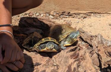 Casa Alegria - Photo 9