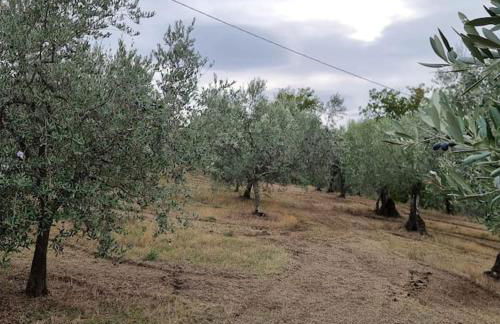 Agriturismo - La capra amaltea - Foto 43