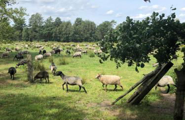 Villa Duck-Dich-Südheide - Photo 14