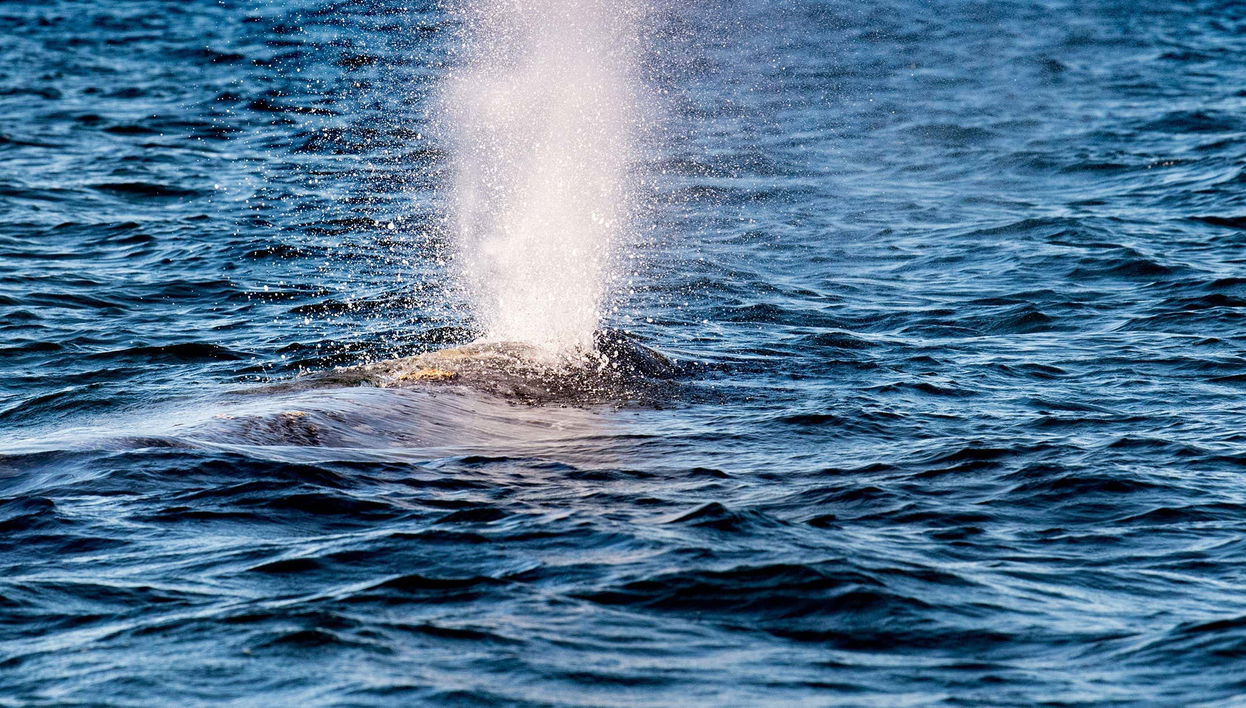 Observation de baleines dans la baie de Magdalena