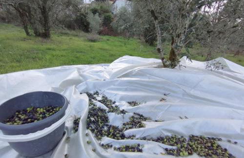 Quinta dos Picarotos - Foto 23