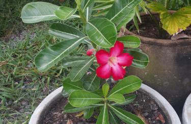 Refúgio das bouganvillea - Foto 23