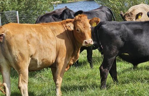 The Farmhouse - Foto 16