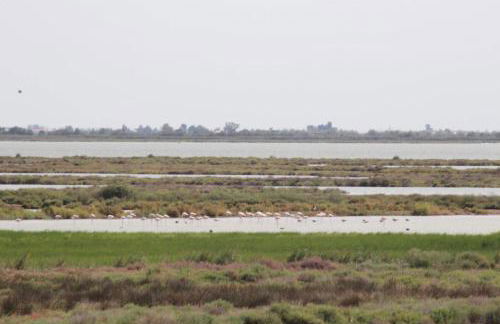 LE FLAMANT ROSE - Foto 22