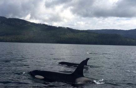 Wilderness Cabin Getaway with Breathtaking Views in Klawock on Prince of Wales Island in Alaska - Foto 6