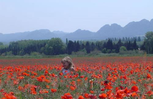 villa entre st rémy de provence et avignon - Foto 26