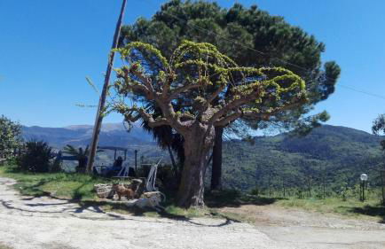 Casa Vacanze Diamante - Photo 9