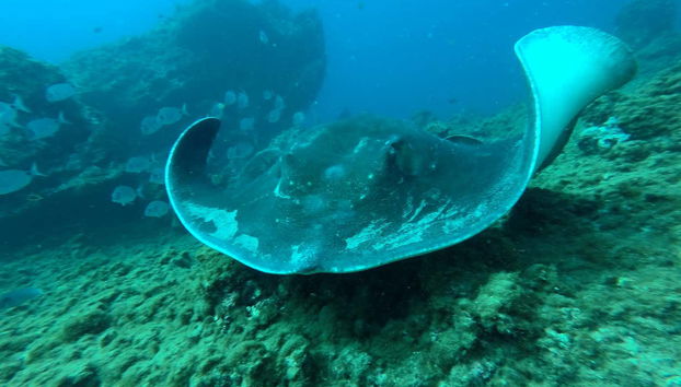 Mante giganti nel fondale marino di Tenerife