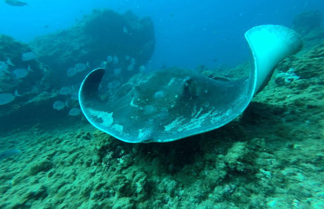 Adeje Coast Lava Tongue Snorkelling - Photo 2