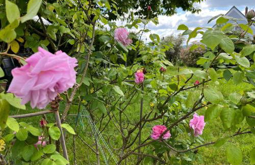 Hennen-Nest - Foto 38