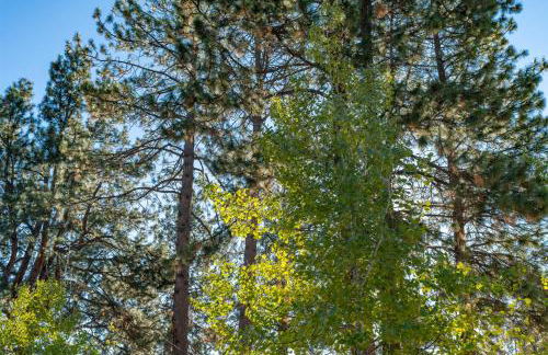 Bluebird Day - Treetop Studio - Foto 24