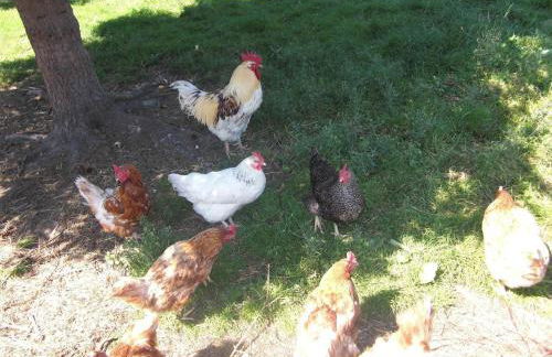 Ferienhof Heidemann - Foto 9