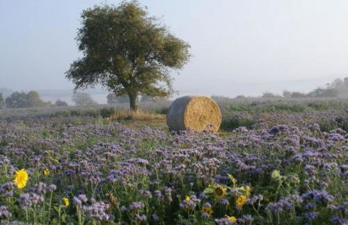 Holiday Home Gästehaus Margerite by Interhome - Foto 21