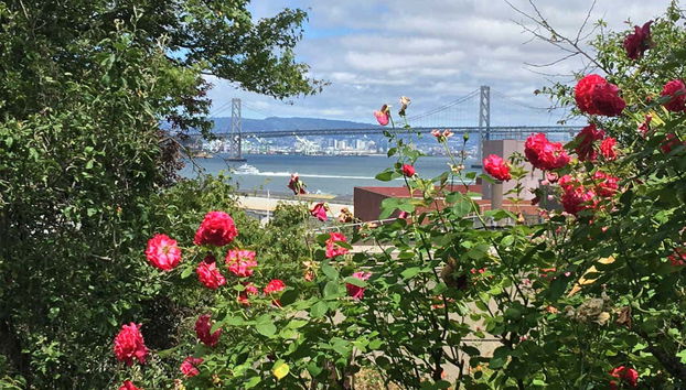 Visite des points de vue et des collines de San Francisco - Photo 5