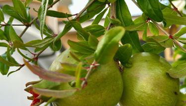 Villa Verde Salento - Foto 4