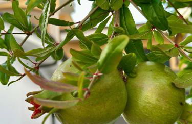 Villa Verde Salento - Foto 4