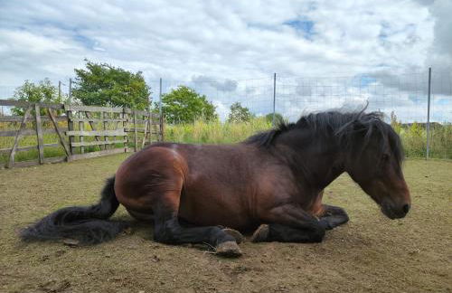 Tiny Bauernhof Plau - Foto 19