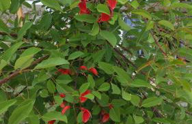 Casa ATMAN - Foto 52