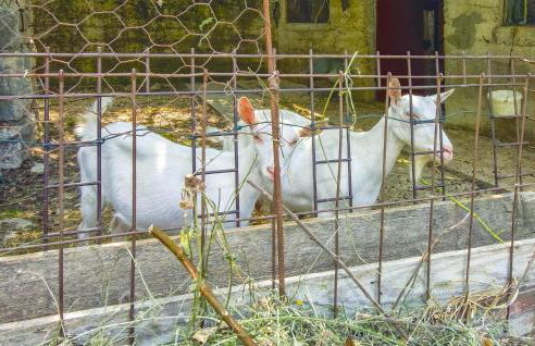 Three-Bedroom Apartment In Ostrvica - Photo 31