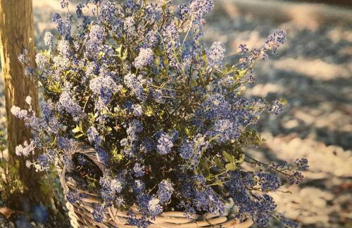 Appartment Viola - Foto 11