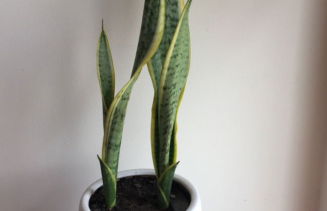 Mai apartment - Foto 32