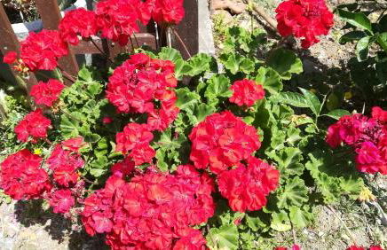 Il Melicucco - Foto 9