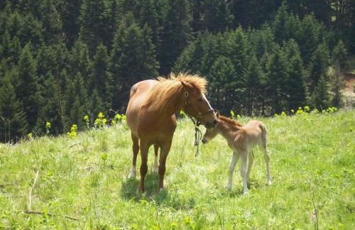 Elaion Guesthouse - Foto 72