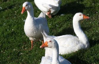 Eco-Domaine La Fontaine - RESIDENCE-SPA - 300 m Plage de la Fontaine aux Bretons - Foto 45