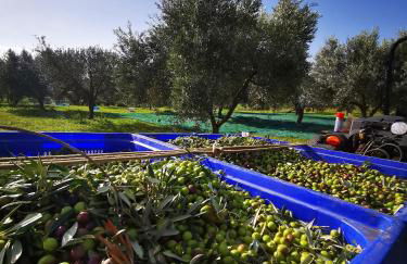 Azienda Agrituristica Baglio Carta - Foto 56